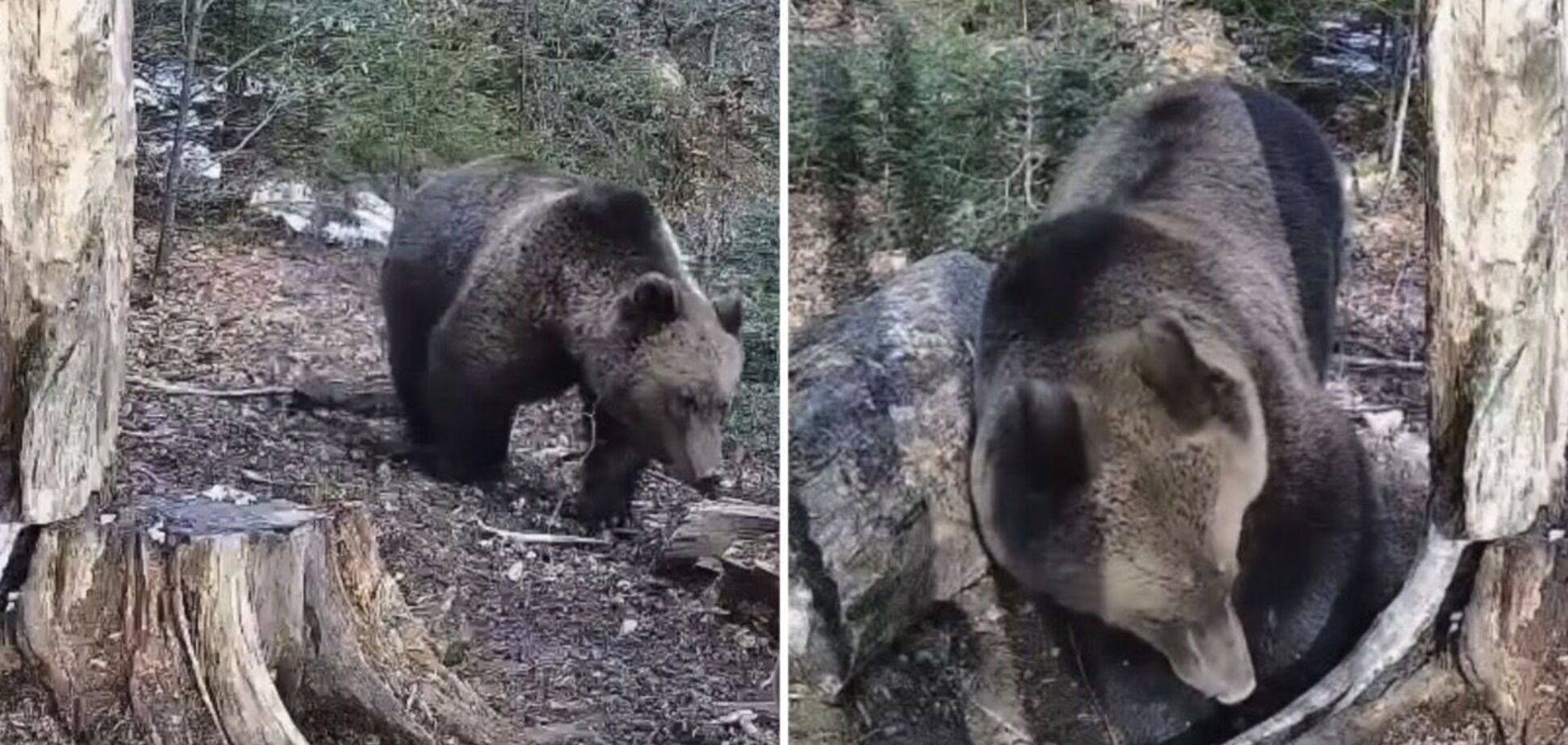 'Господар гір': бурий ведмідь потрапив до фотопастки у нацпарку на Прикарпатті. Відео