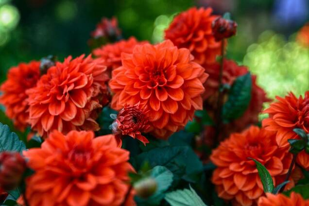 Чому жоржини довго не цвітуть: три основні умови