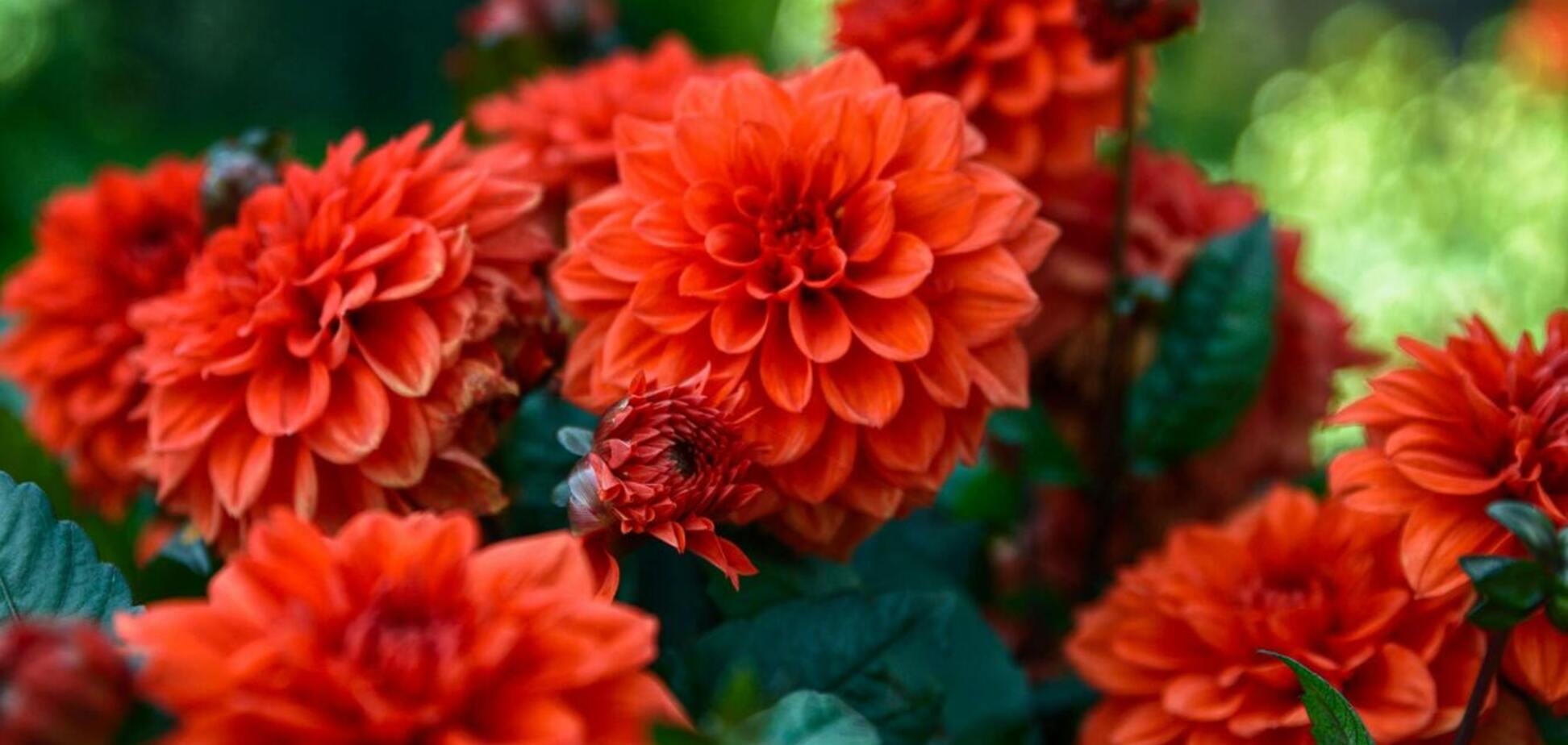 Почему георгины долго не цветут: три основных условия