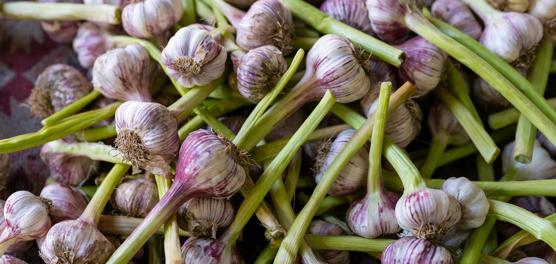 Чим підживити часник у холодну весну: урожай вас порадує