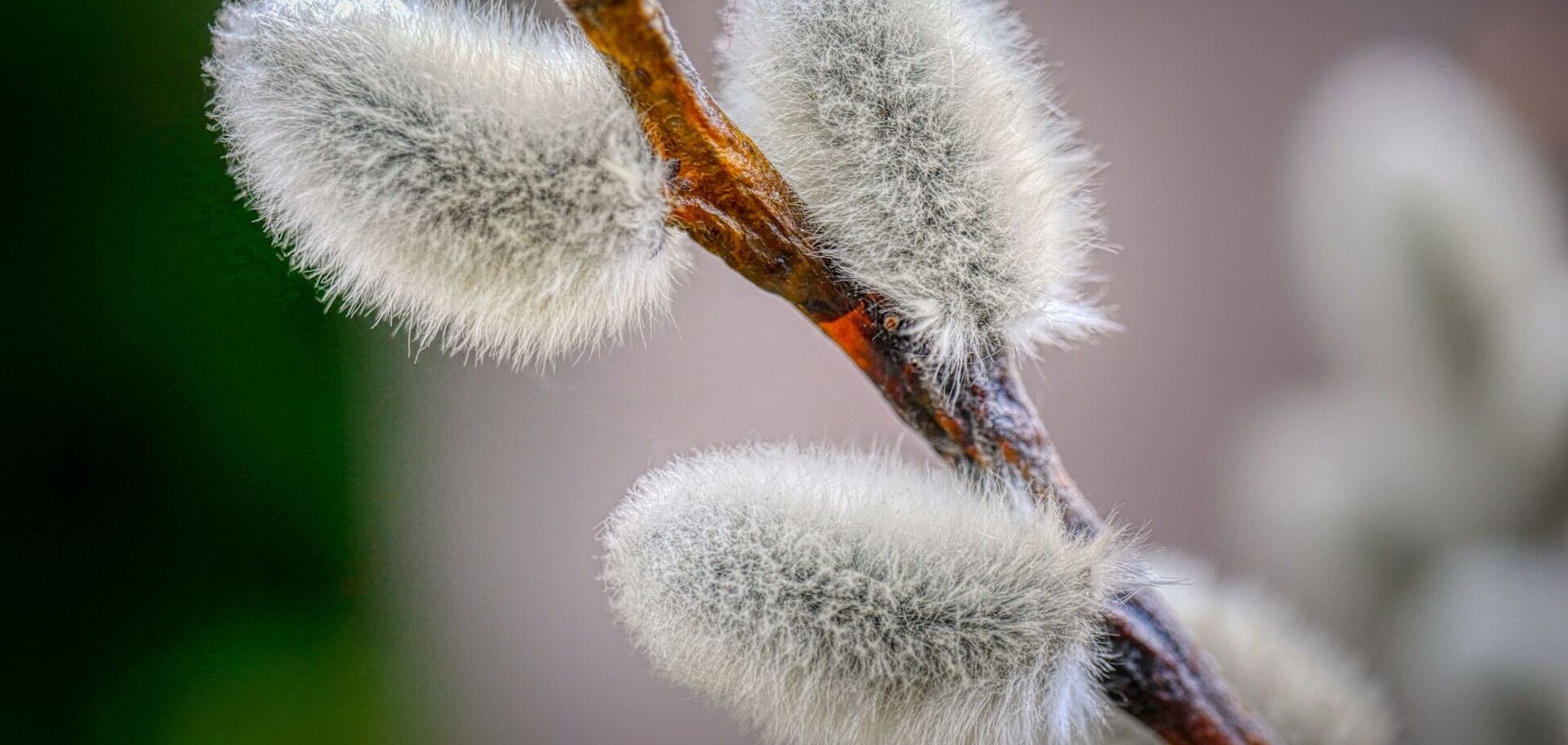 Синоптикиня дала прогноз на Вербну неділю в Україні і назвала дату похолодання