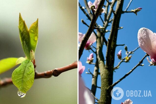 Украину накроет туманом, местами будет дождливо: синоптики дали прогноз погоды на пятницу. Карта