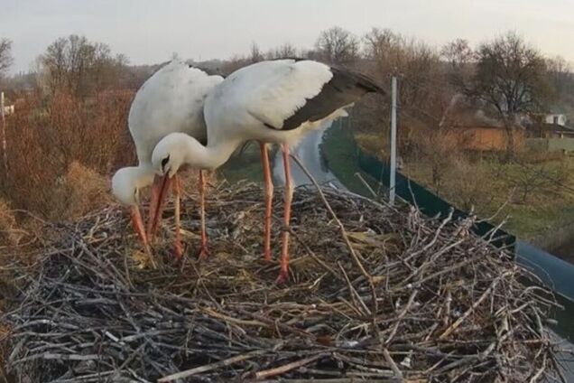 Вже не Одарка й Грицик: у селі на Полтавщині утворилася нова лелеча пара. Фото