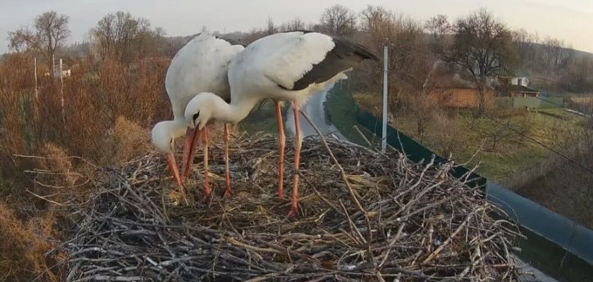Вже не Одарка й Грицик: у селі на Полтавщині утворилася нова лелеча пара. Фото