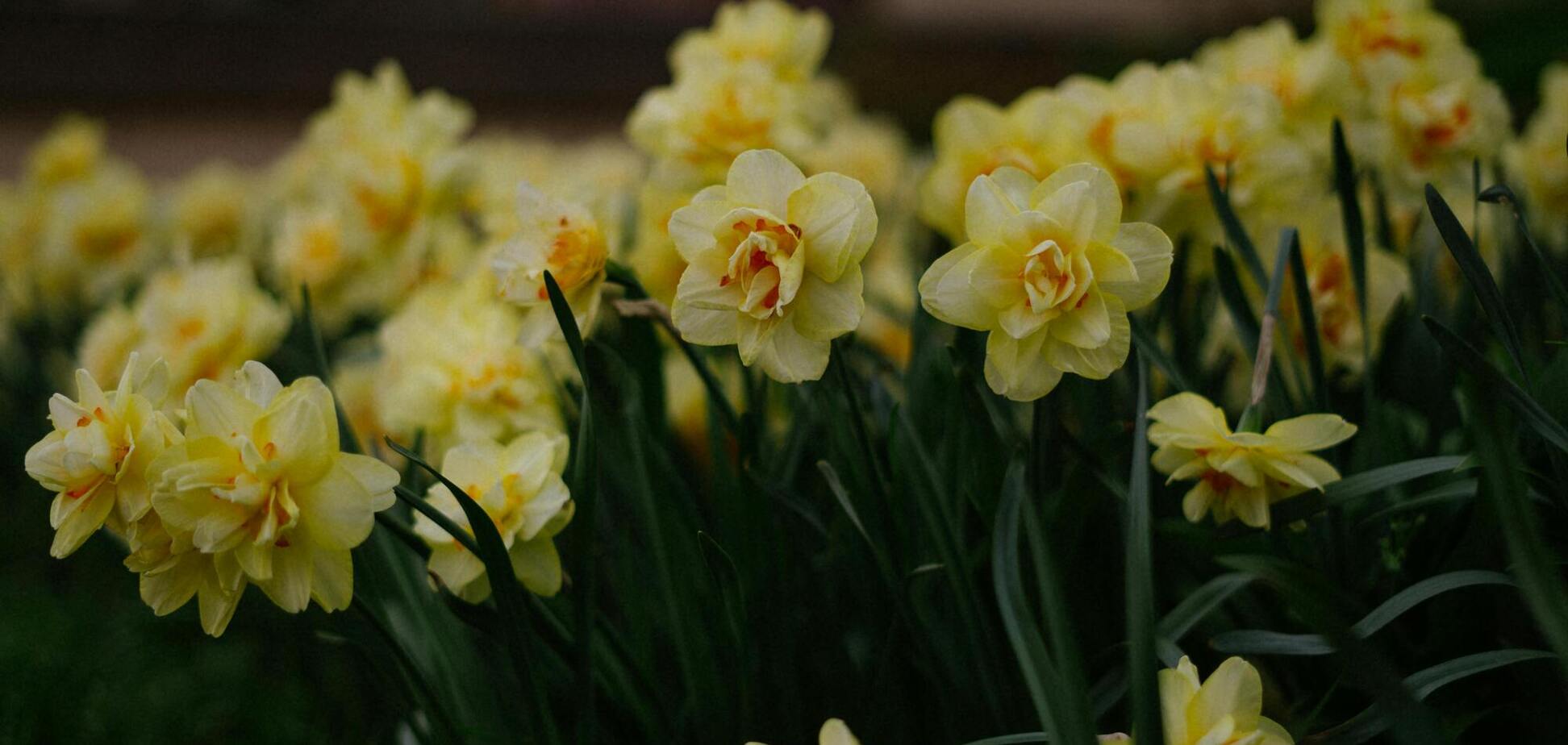 Что надо обязательно сделать с нарциссами, чтобы они зацвели в следующем году: важная задача
