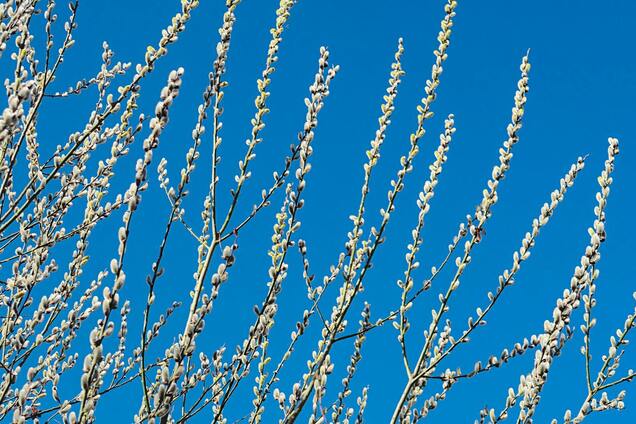 З Вербною неділею: гарні побажання у віршах і прозі