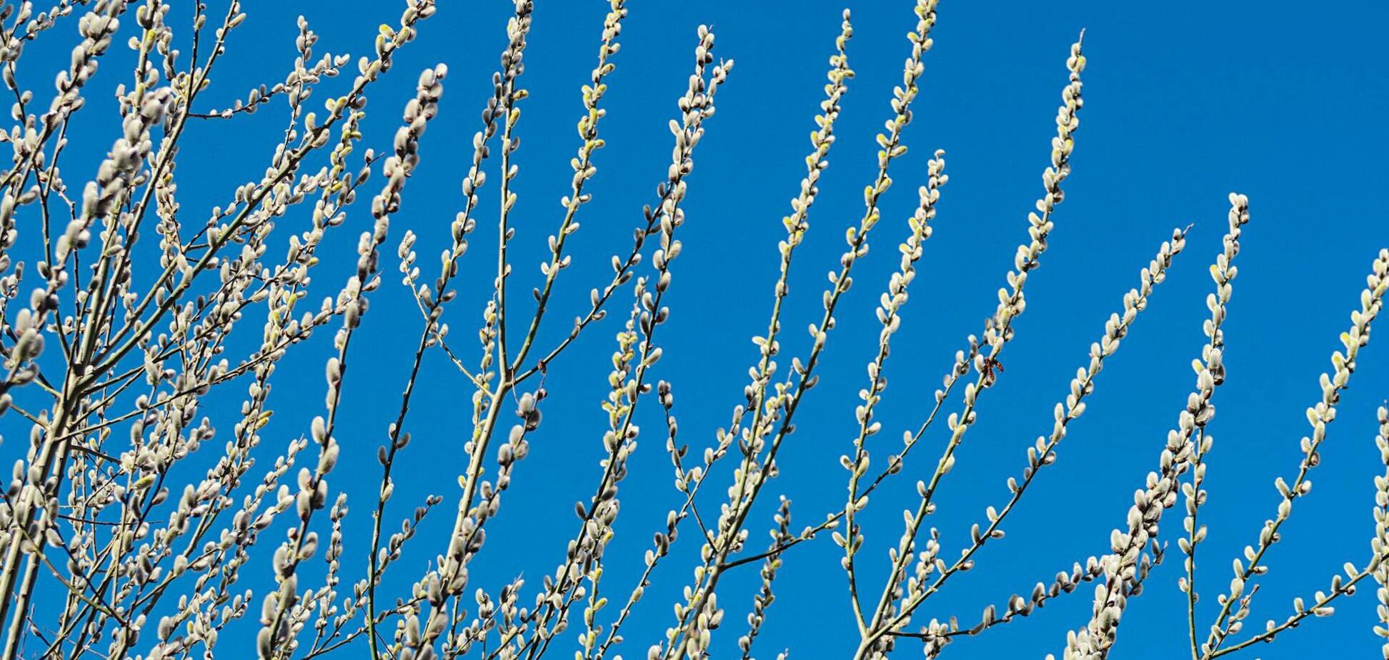 Картинки з Вербною неділею: привітання, листівки, оригінальні побажання для рідних та друзів