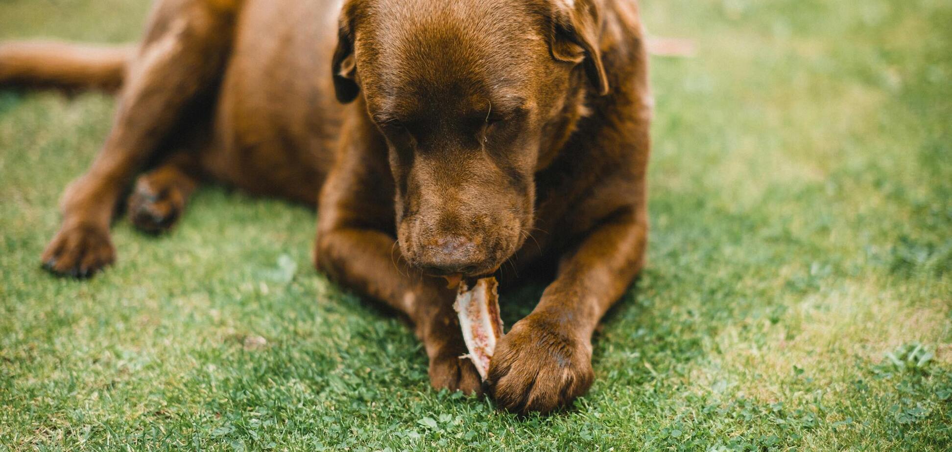 Что будет, если собака съест шоколад: он чрезвычайно токсичен для них