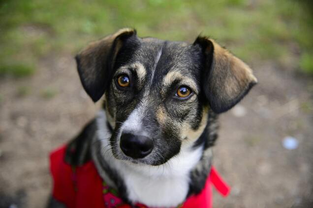 Як зрозуміти, що ваш собака стресує: простий тест
