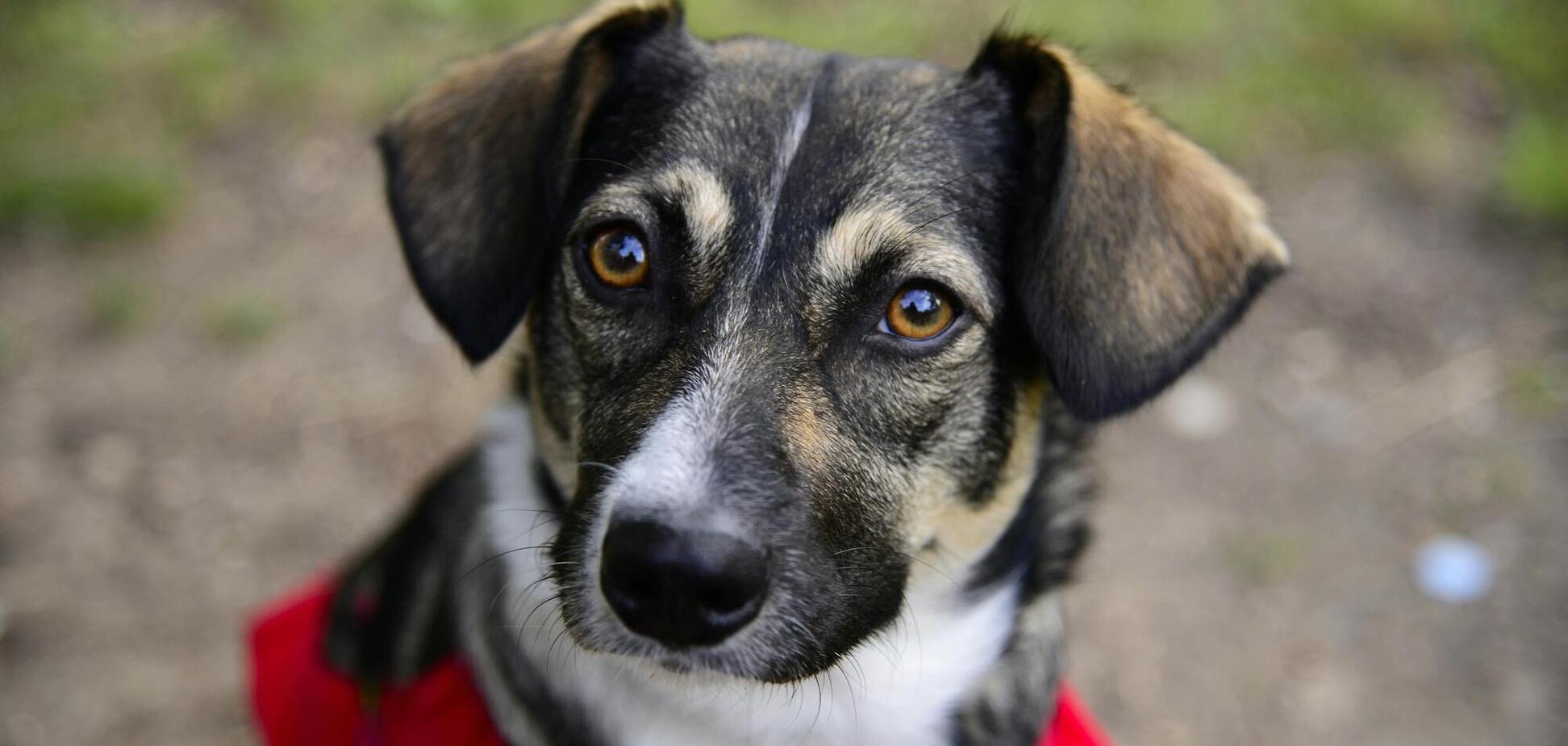 Як зрозуміти, що ваш собака стресує: простий тест