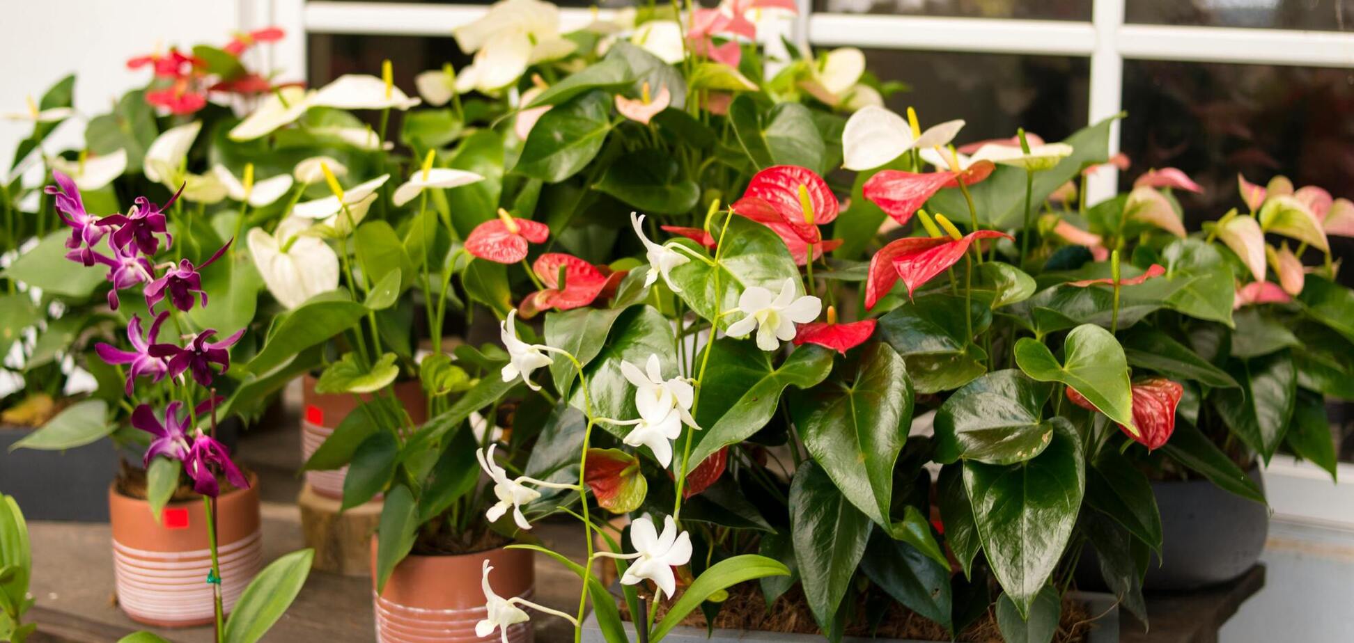 Как ускорить цветение комнатных растений: 5 советов от экспертов