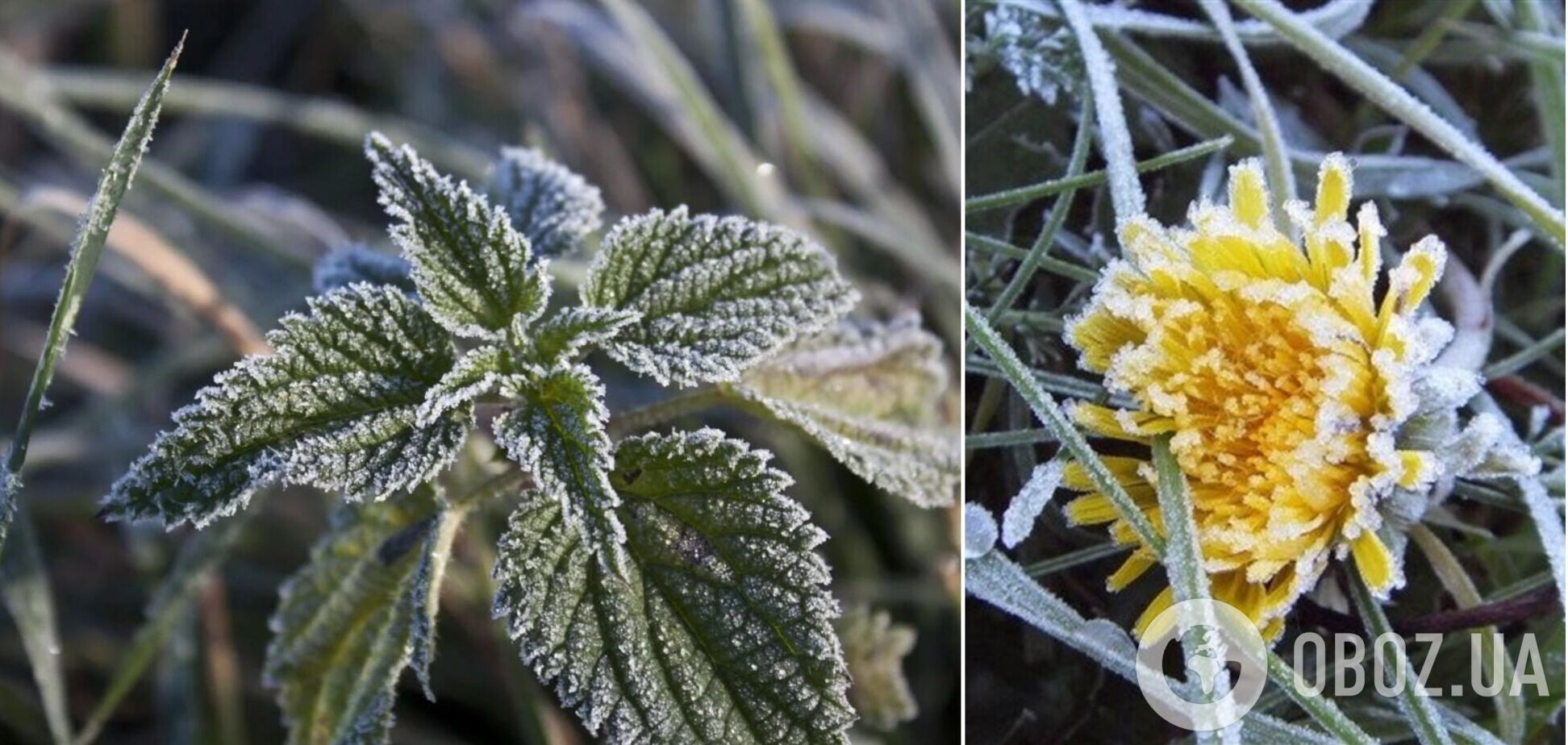 Синоптики предупредили о заморозках в Киевской области: все подробности