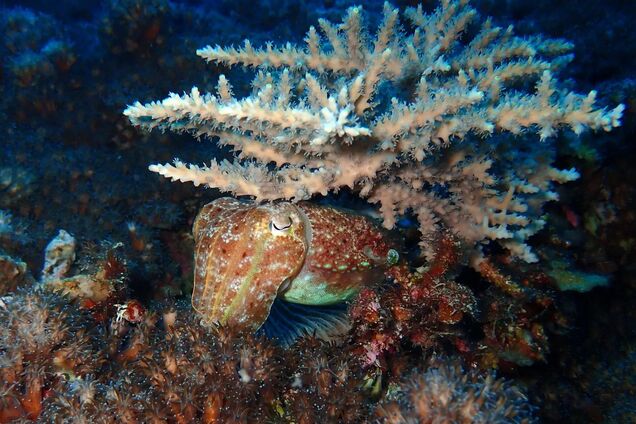 Загадкові ровесники динозаврів дожили до наших днів: вчені встановили, як це сталося