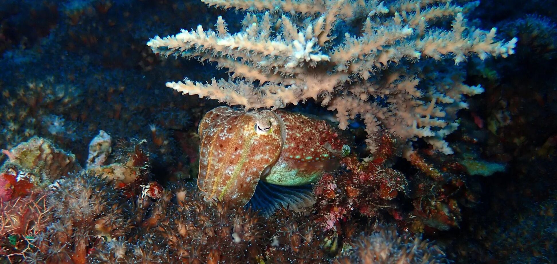 Загадкові ровесники динозаврів дожили до наших днів: вчені встановили, як це сталося