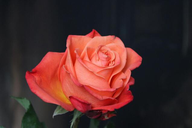 Что необходимо сделать с розами в апреле, чтобы они пышно зацвели