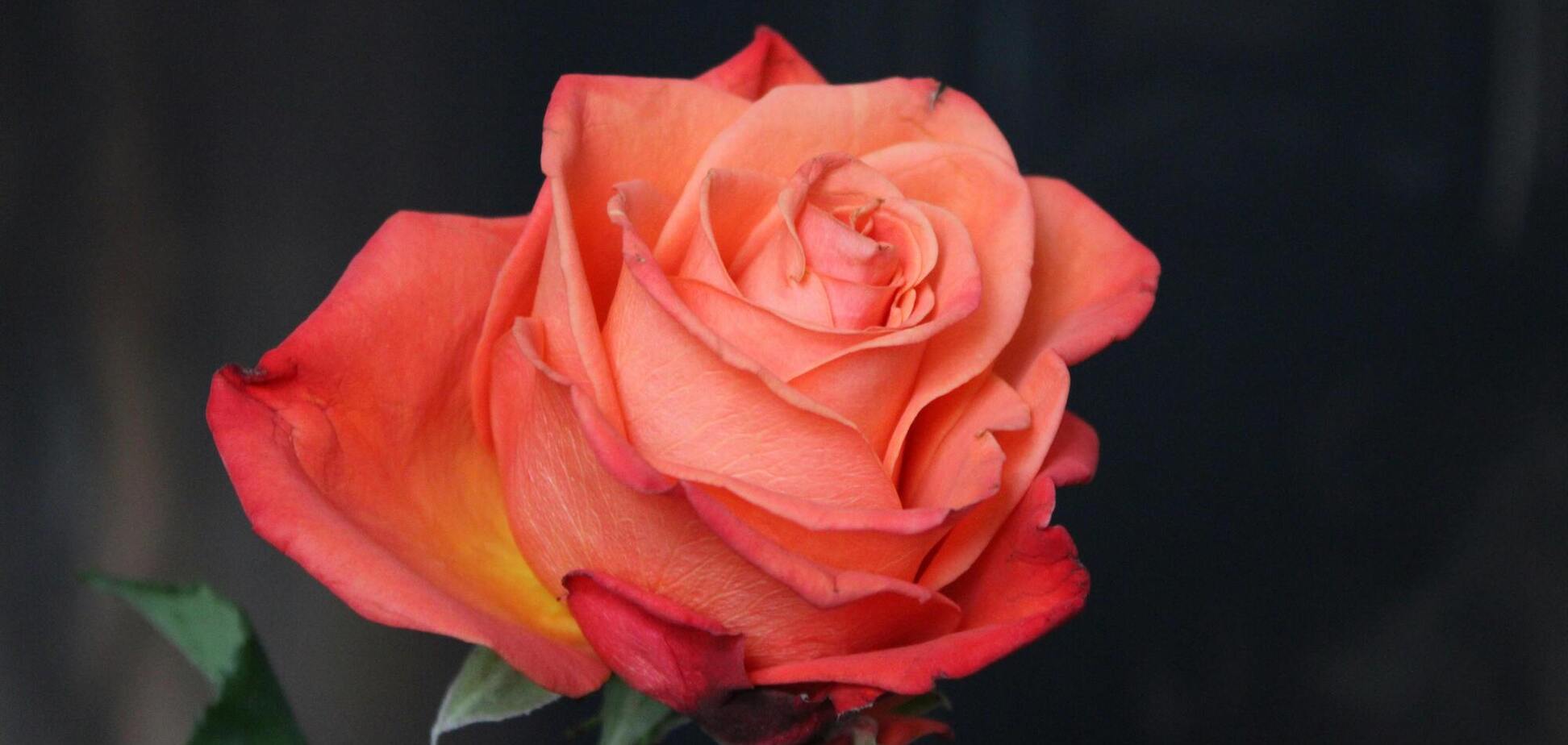 Что необходимо сделать с розами в апреле, чтобы они пышно зацвели