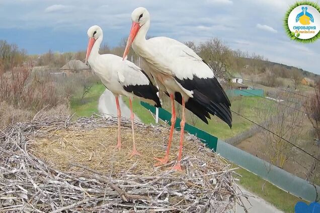 Звездная пара аистов снова вместе: в известное гнездо вернулся Грицик и прогнал Леля от Одарки