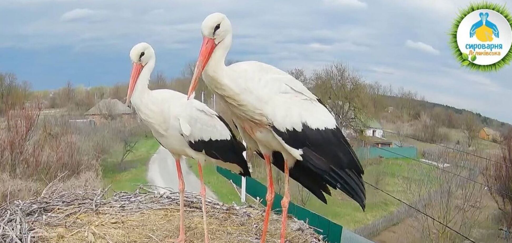 Звездная пара аистов снова вместе: в известное гнездо вернулся Грицик и прогнал Леля от Одарки