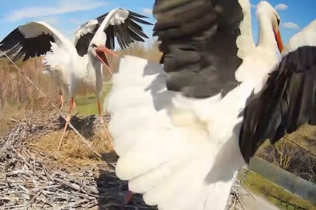 Аистовые бои: в известное гнездо вернулась Одарка и выгнала Квитку. Видео