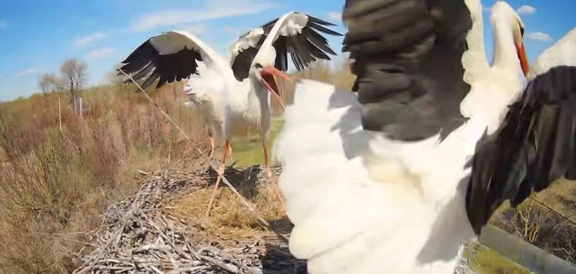 Аистовые бои: в известное гнездо вернулась Одарка и выгнала Квитку. Видео