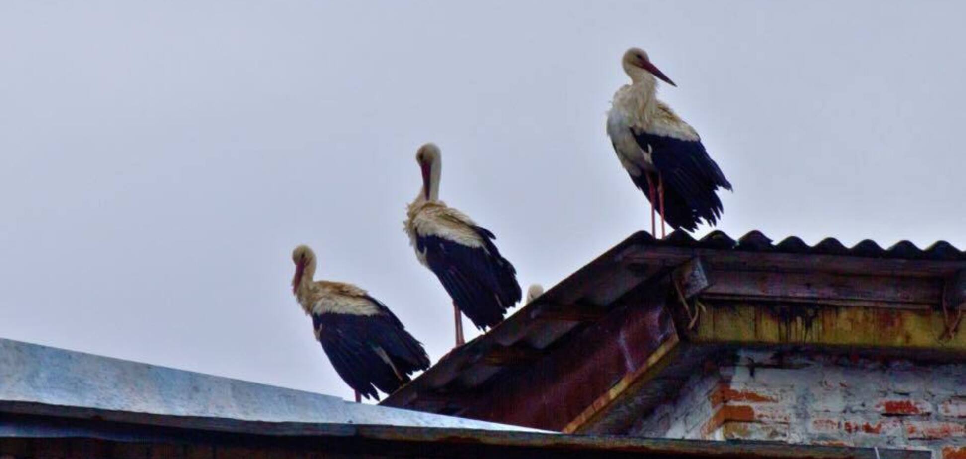 'Справжня сенсація': до Чорнобиля вперше за 20 років повернулись білі лелеки. Фото