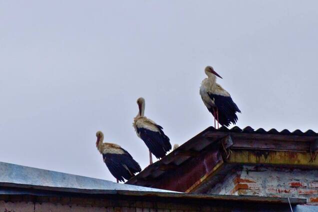 'Настоящая сенсация': в Чернобыль впервые за 20 лет вернулись белые аисты. Фото