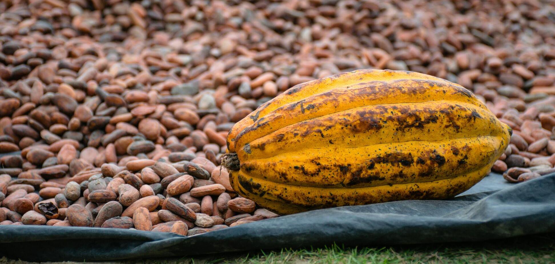 Ілюстрація - какао боби