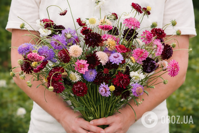 Будет цвести все лето: дачникам посоветовали идеальное растение для сада