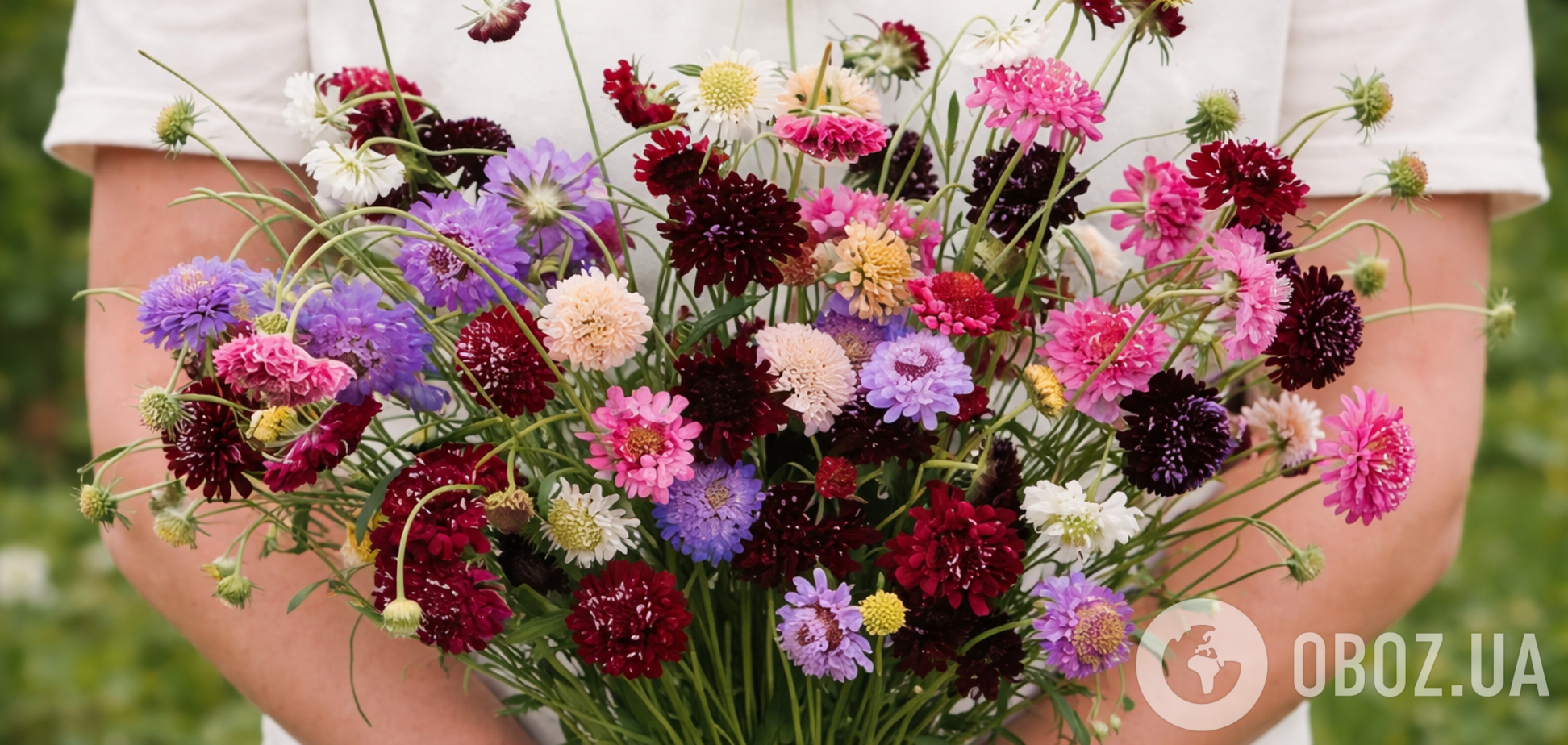 Будет цвести все лето: дачникам посоветовали идеальное растение для сада