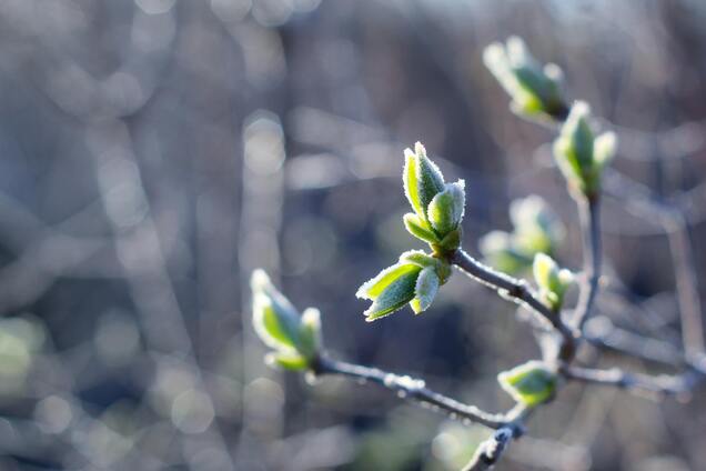 В Україні вдарять заморозки, буде штормовий вітер: синоптики попередили про погіршення погоди