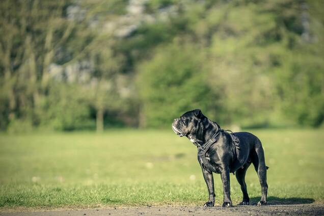 Дресирувальник собак закликав уникати трьох порід: одна може вбити зграю вовків