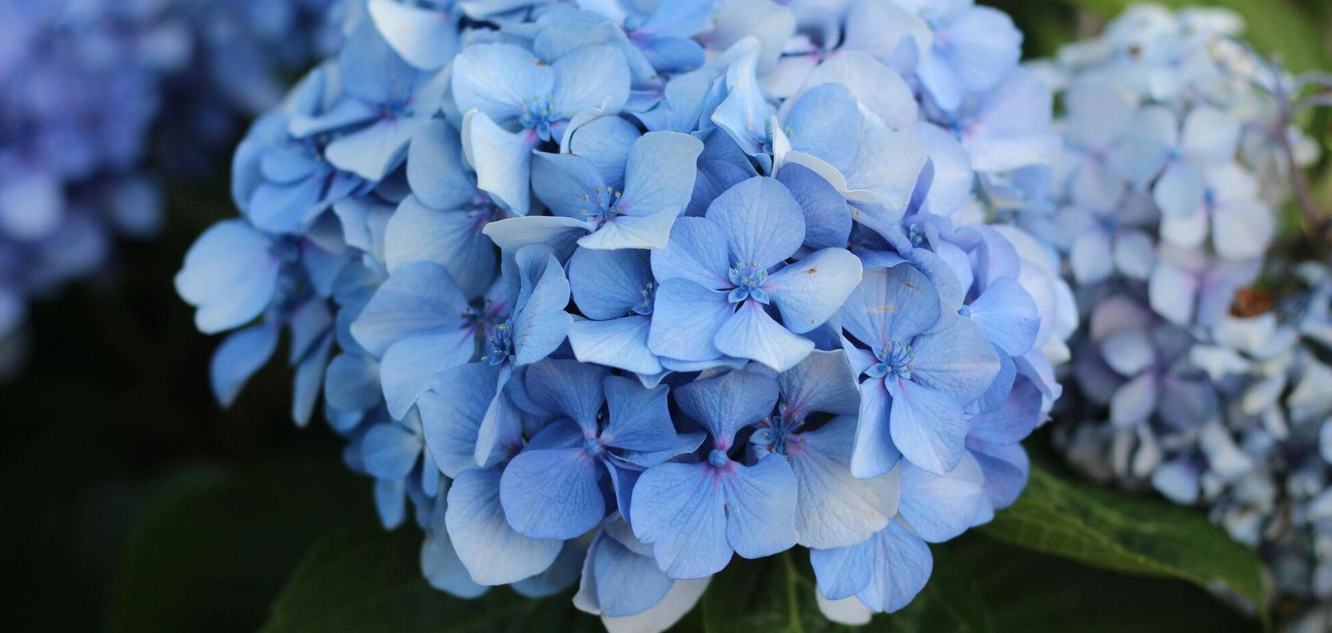 Как сделать гортензии синими: одна простая и бюджетная хитрость