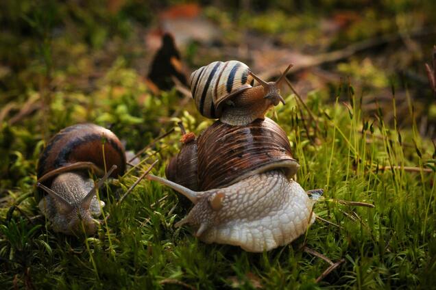 Как спасти свои растения от слизней: одно натуральное средство