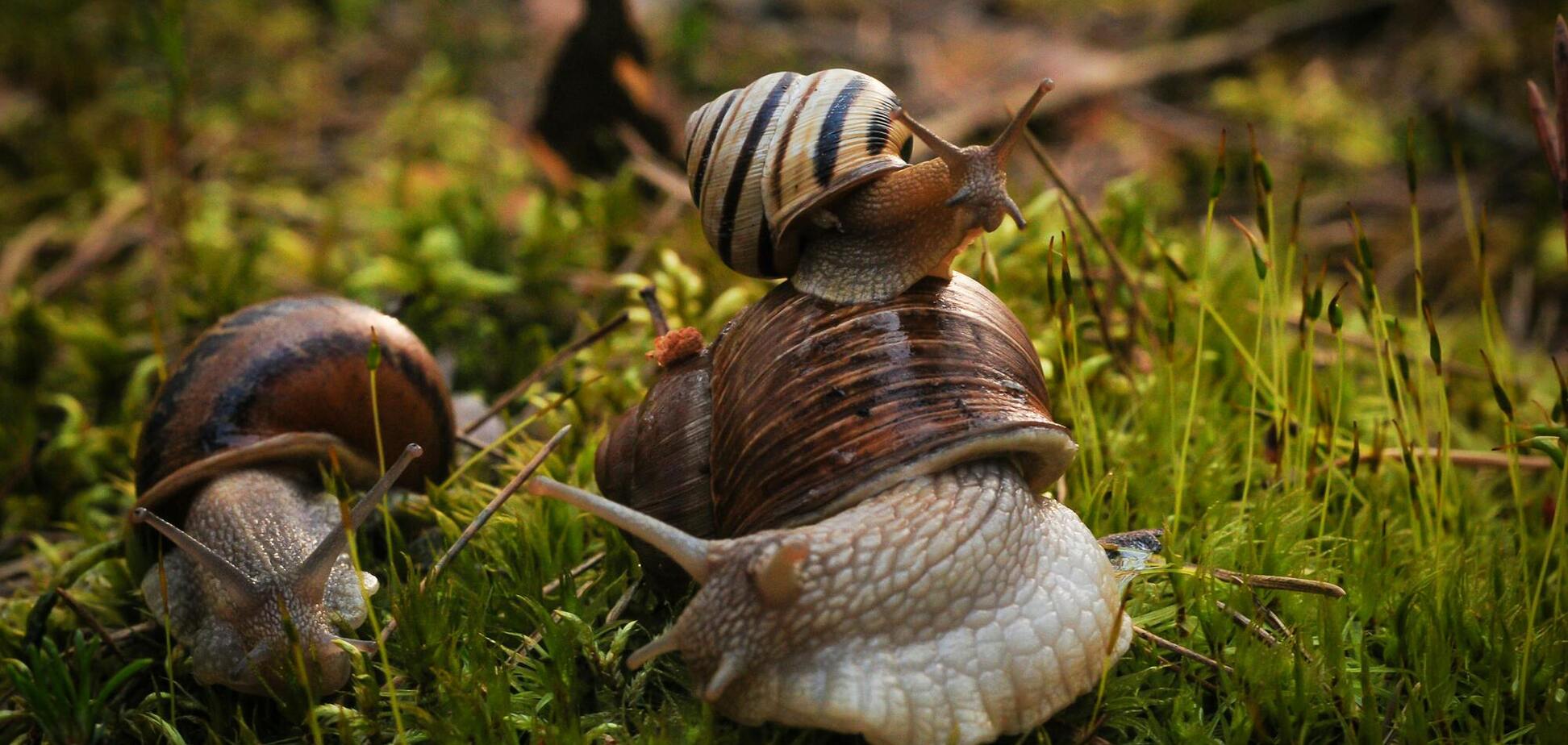 Как спасти свои растения от слизней: одно натуральное средство