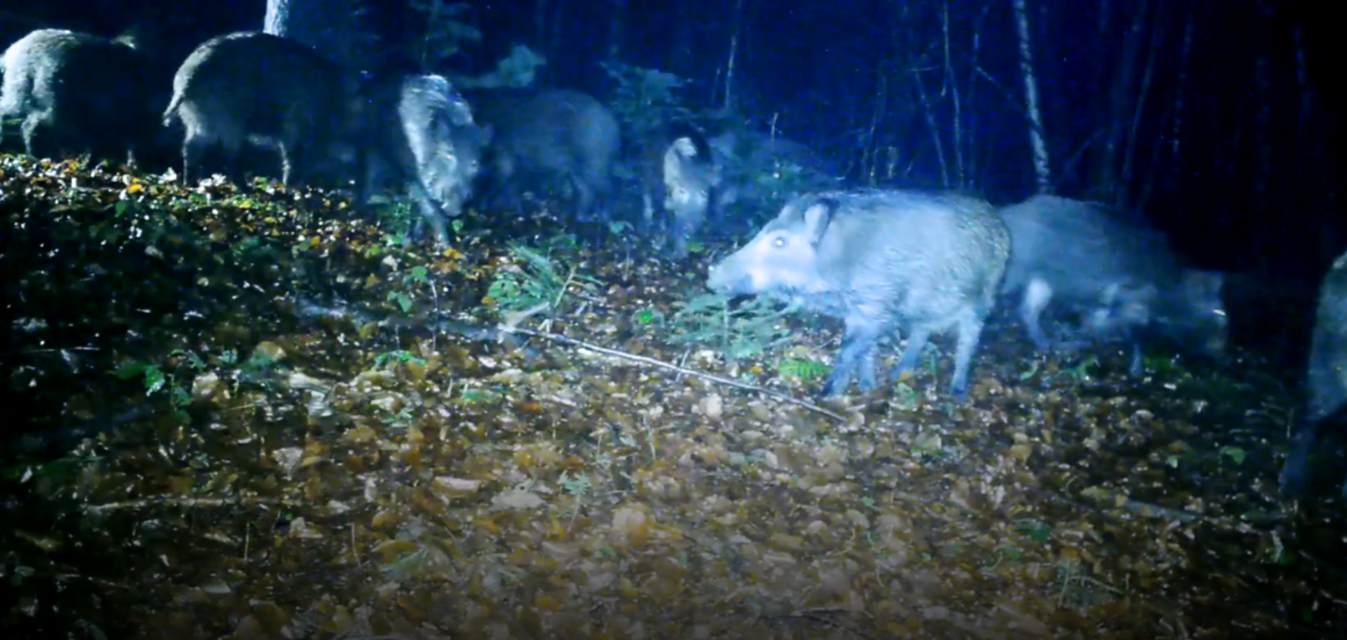 Принимают ванны и делают 'массаж': дикие кабаны в Карпатах устроили 'СПА' в лесу. Фото и видео