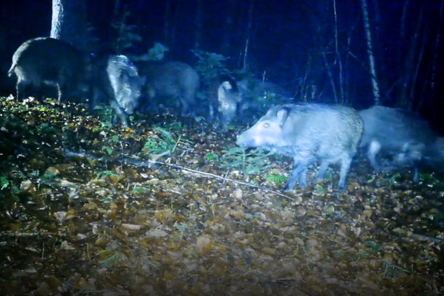 Приймають ванни і роблять 'масаж': дикі кабани в Карпатах влаштували 'СПА' у лісі. Фото і відео