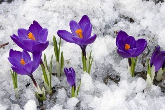 Цветки крокусов