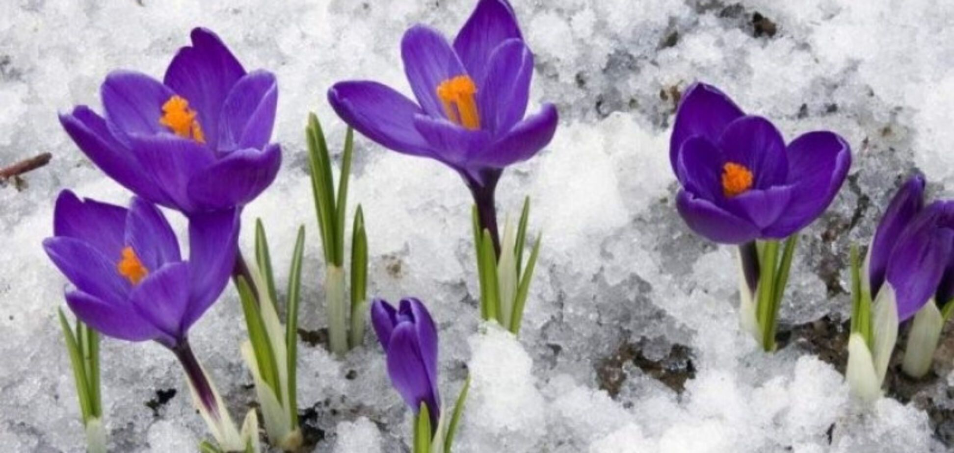 Цветки крокусов