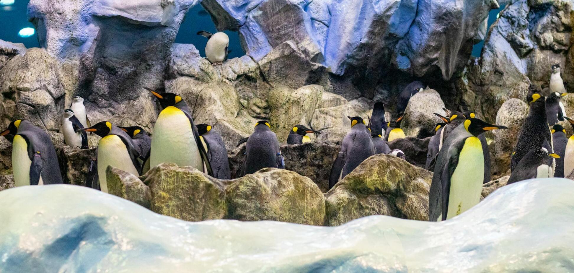 Пингвины в зоопарках по всему миру начали быстрее стареть: ученые напуганы