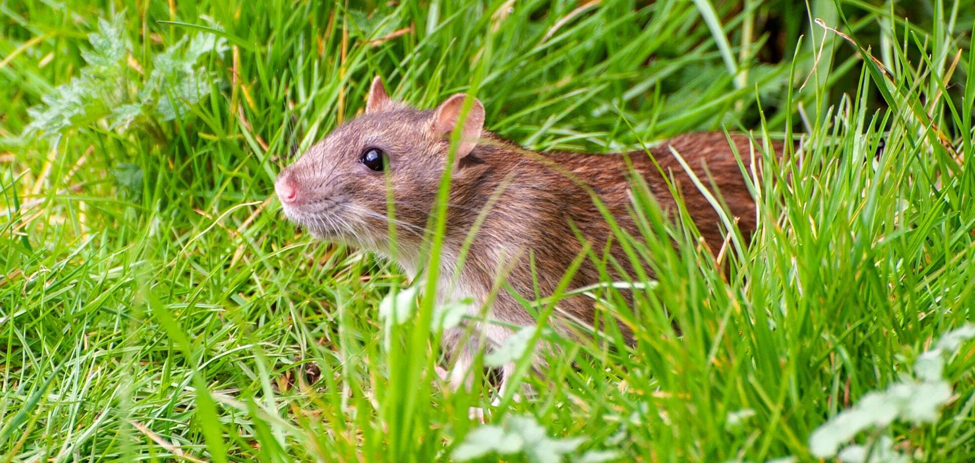 Як вигнати щурів із вашого саду: перевірений і безпечний спосіб