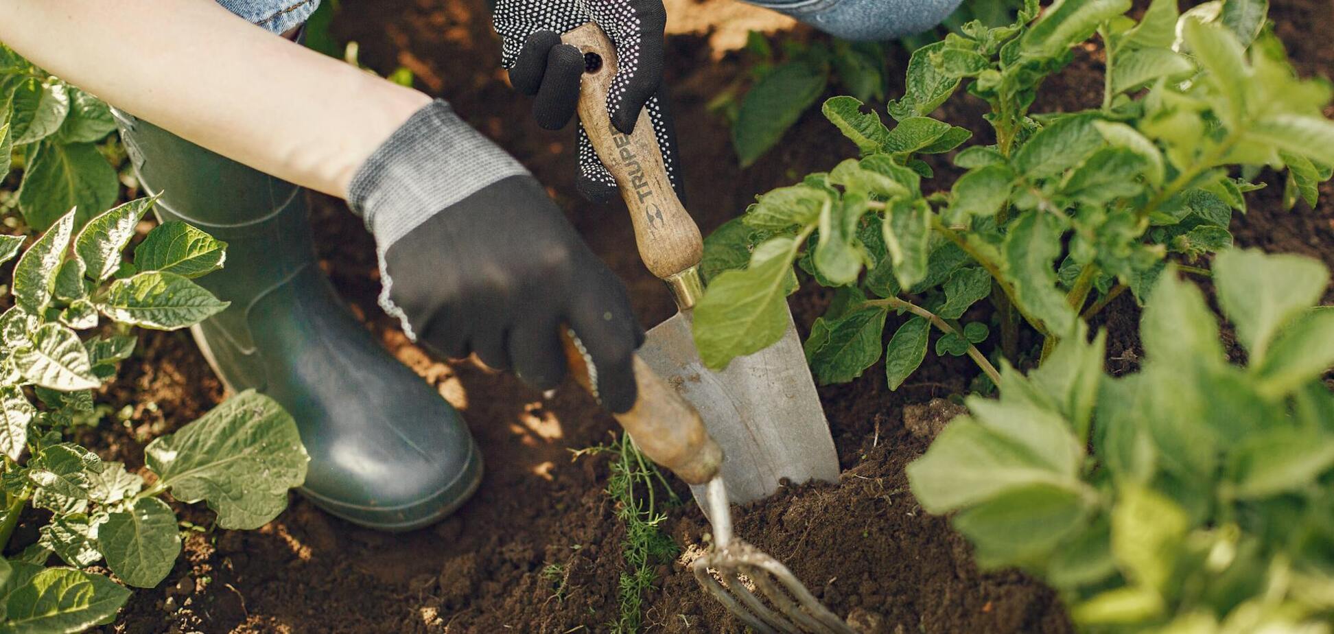 Чистий четвер: чи можна працювати на городі