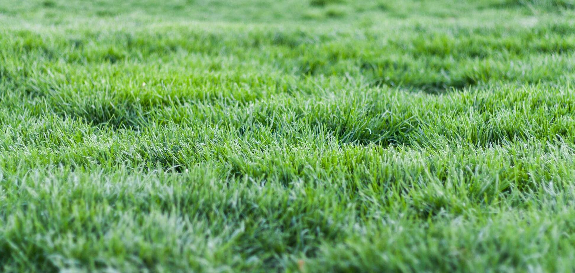 Чем обработать газон, чтобы он стал зеленее: одно кухонное средство