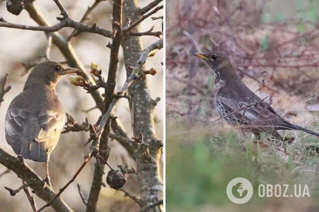 У Чорнобильській зоні вперше за 50 років помітили птаха з Карпатського регіону. Фото
