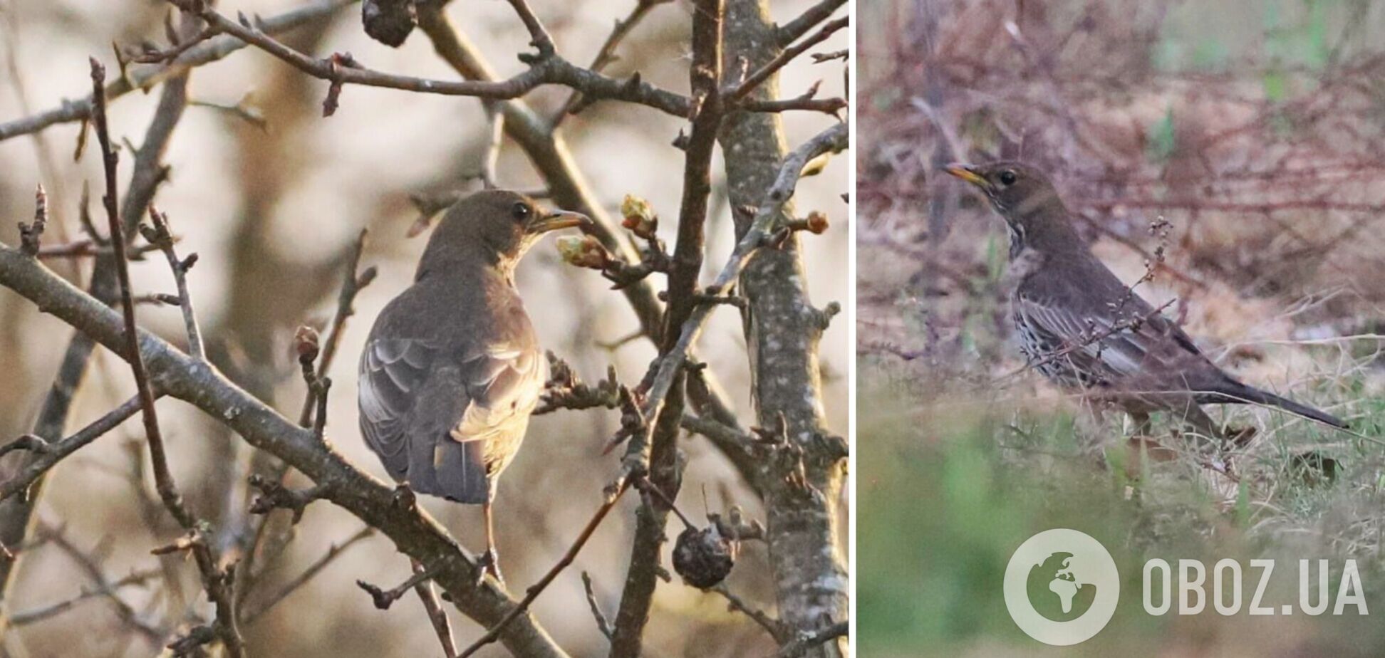 В Чернобыльской зоне впервые за 50 лет заметили птицу из Карпатского региона. Фото
