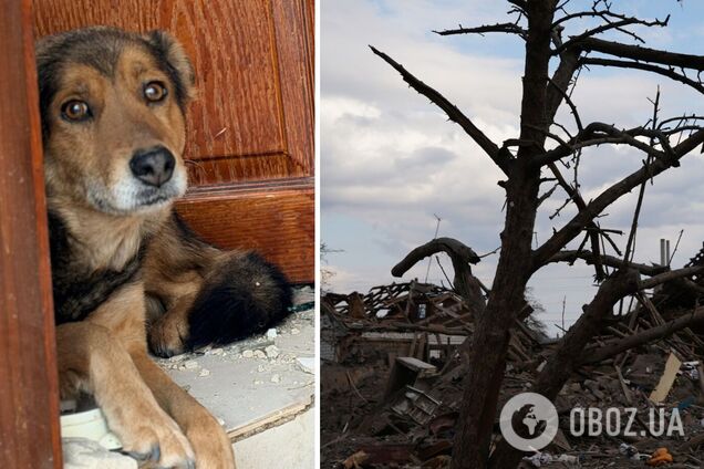 'Сердце разрывается': сеть поразили кадры с собакой, которая плакала на руинах уничтоженного Россией дома. Фото и видео