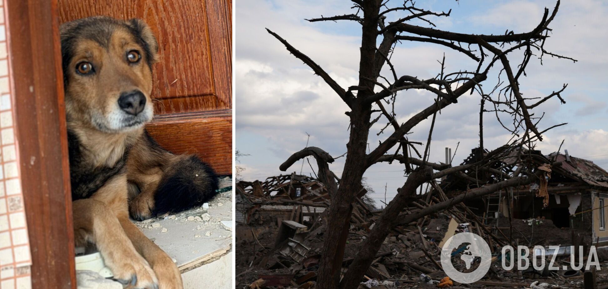 'Сердце разрывается': сеть поразили кадры с собакой, которая плакала на руинах уничтоженного Россией дома. Фото и видео