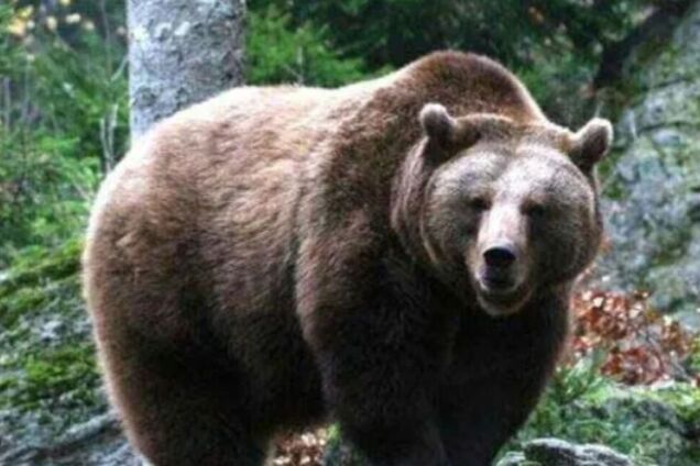 Украинский дрон отвлек медведя от 'сиесты' вблизи границы с Румынией. Видео