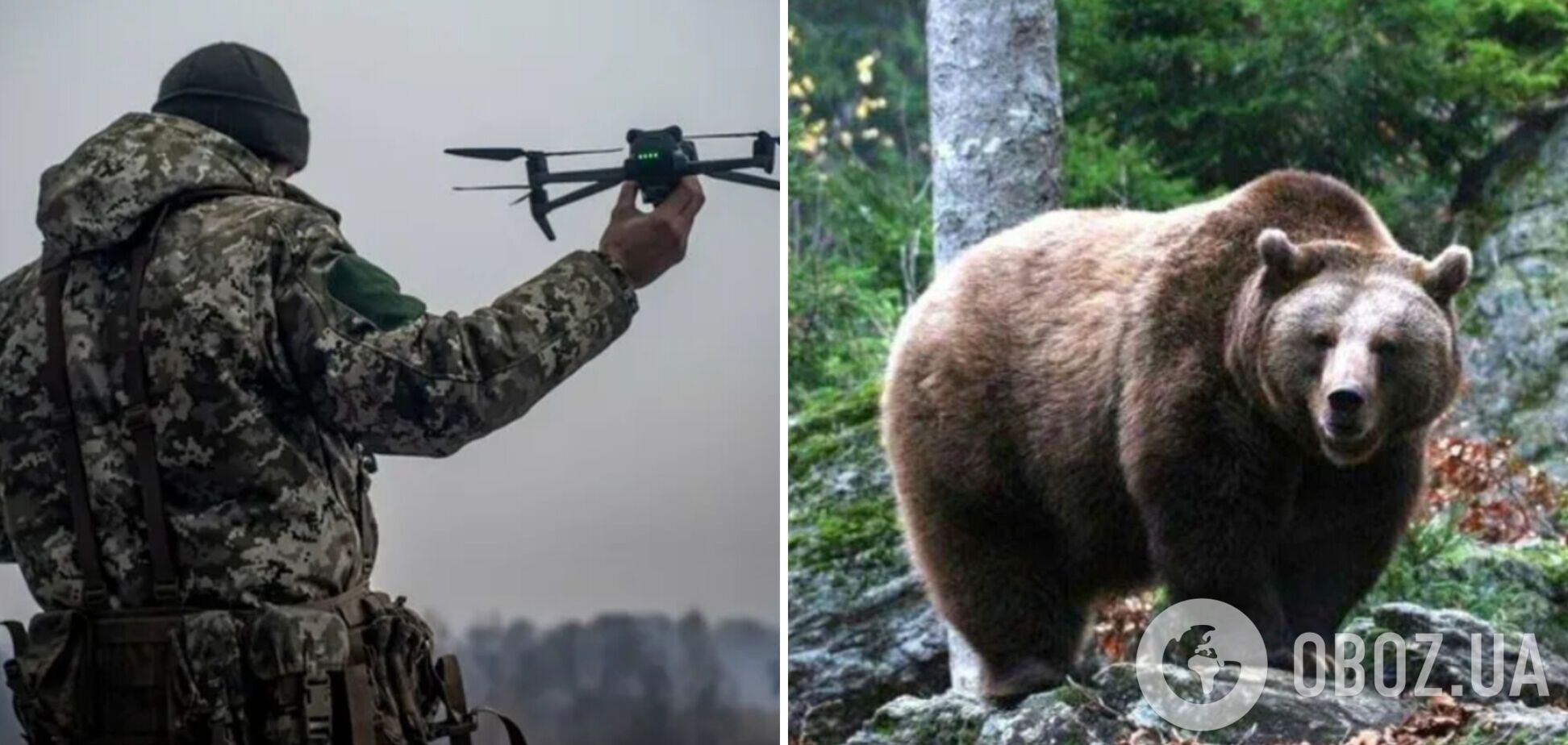 Український дрон відволік ведмедя від 'сієсти' поблизу кордону з Румунією. Відео