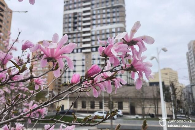 Днепр – город магнолий: где искать самые красивые цветущие деревья этой весной