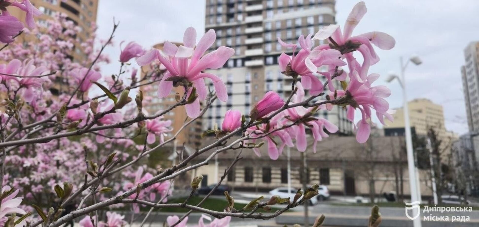 Днепр – город магнолий: где искать самые красивые цветущие деревья этой весной
